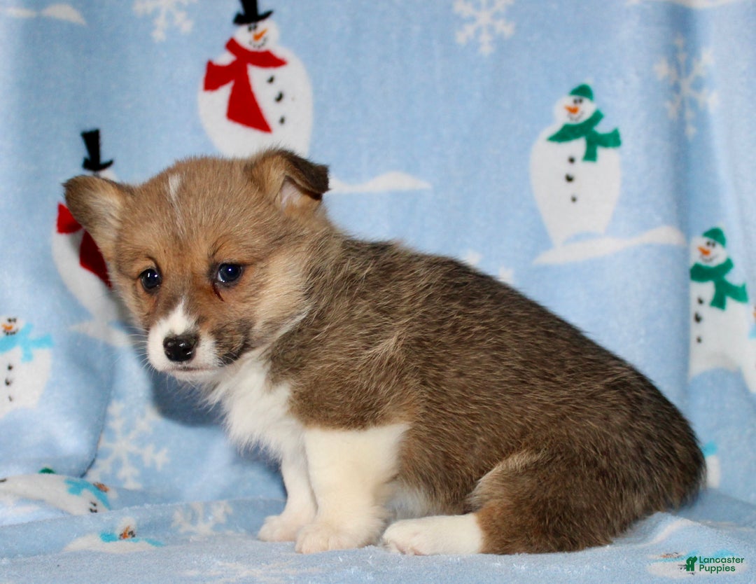 Welsh Corgi Pembroke dogs for sale: Misty - Ad 5