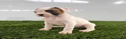 Boxer dogs for sale: Micah - Ad 4
