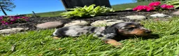 Miniature Dachshund dogs for sale: Dixie - Ad 3
