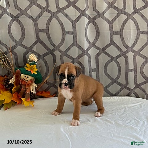 Month American Boxer Puppies German Boxer Black Boxer Dog Price