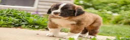 Saint Bernard dogs for sale: Wrenly - Ad 7