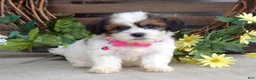 Teddy Bear dogs for sale: Rose - Ad 5