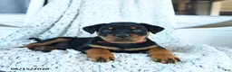 Rottweiler dogs for sale: Rhett - Ad 1