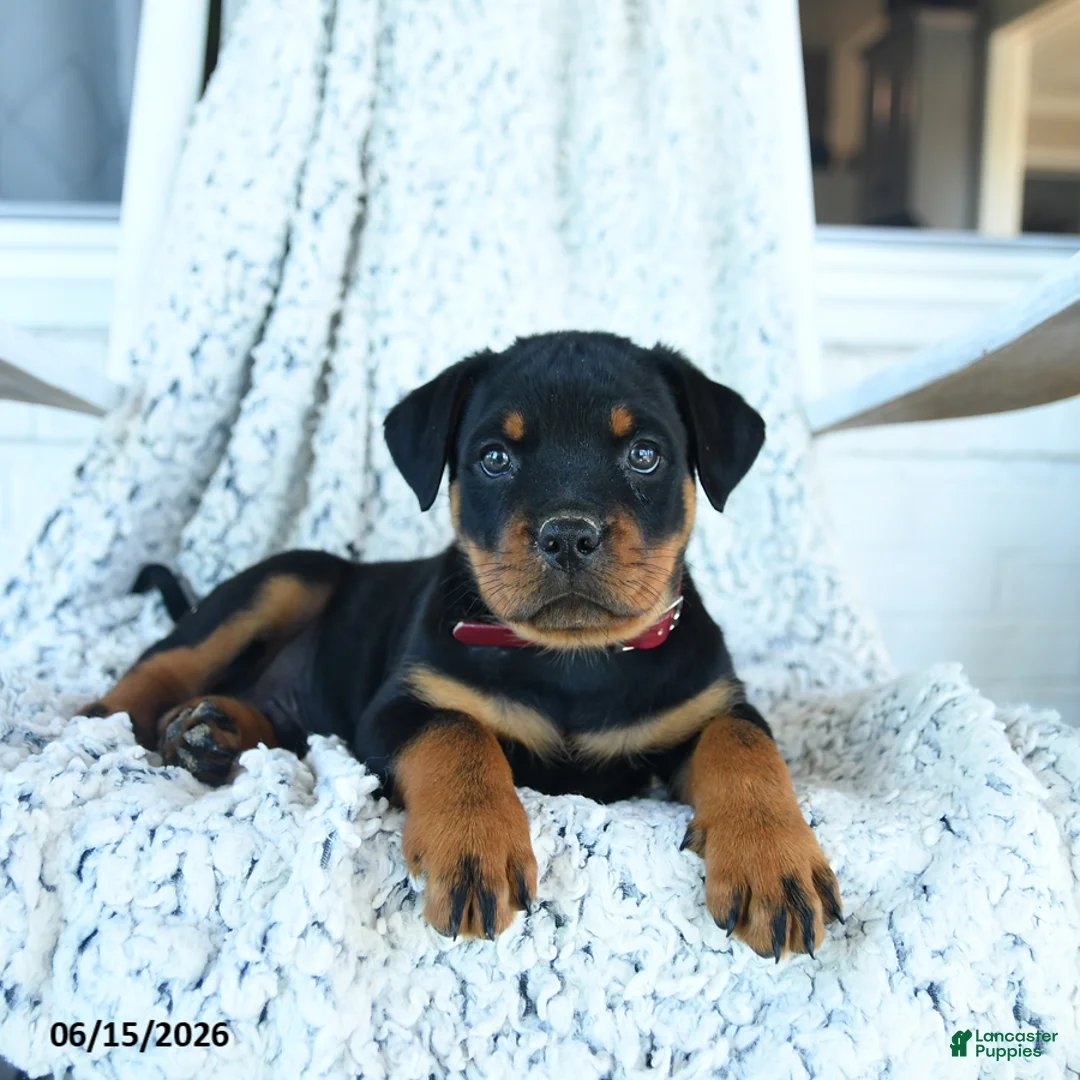 Rottweiler dogs for sale: Rhett - Ad 1