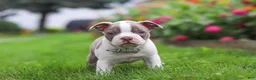 Boston Terrier dogs for sale: Sonny - Ad 3