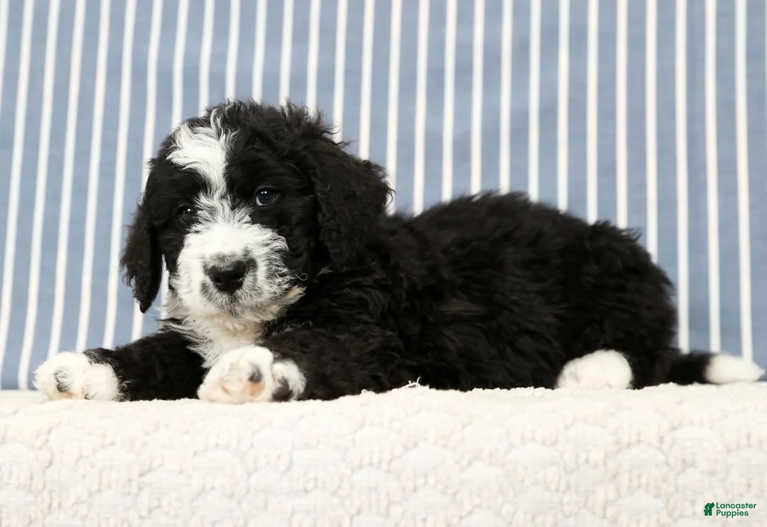 Mini Bernedoodle dogs for sale: Toby - Ad 5