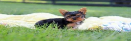 Yorkshire Terrier dogs for sale: Miranda - Ad 8