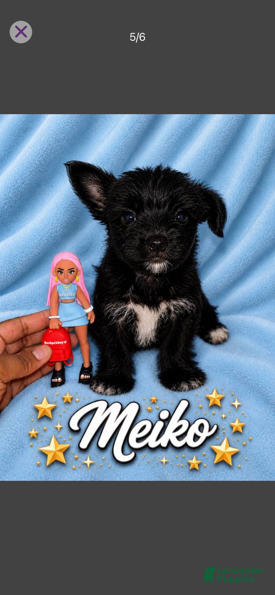 Morkie dogs Meiko - Ad 32