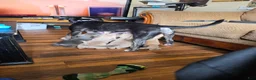 Mixed Breed dogs for sale: Mustard  - Ad 7