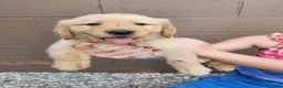 Golden Retriever dogs for sale: AKC Buck - Ad 1