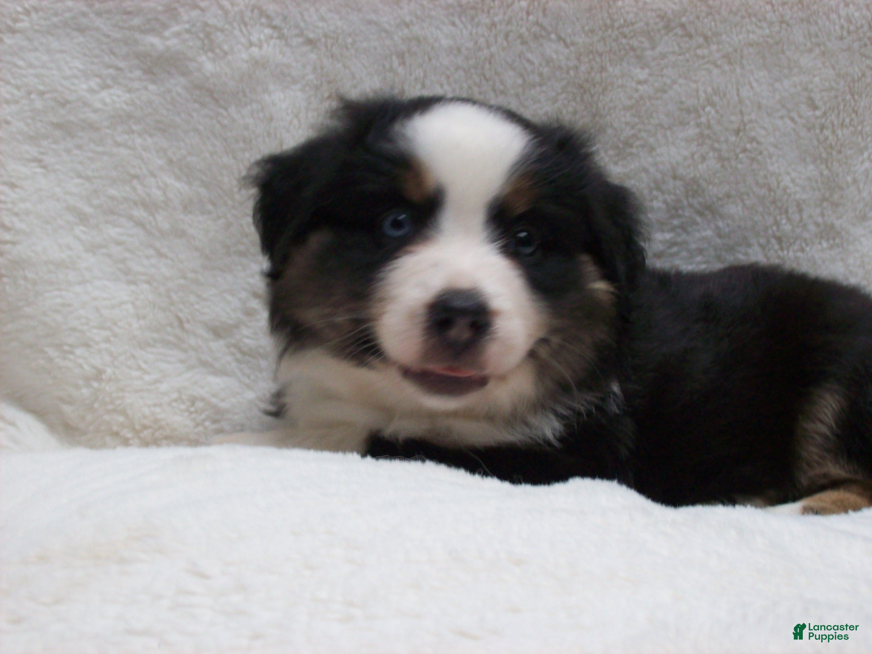 Miniature Australian Shepherd dogs Buster - Ad 2