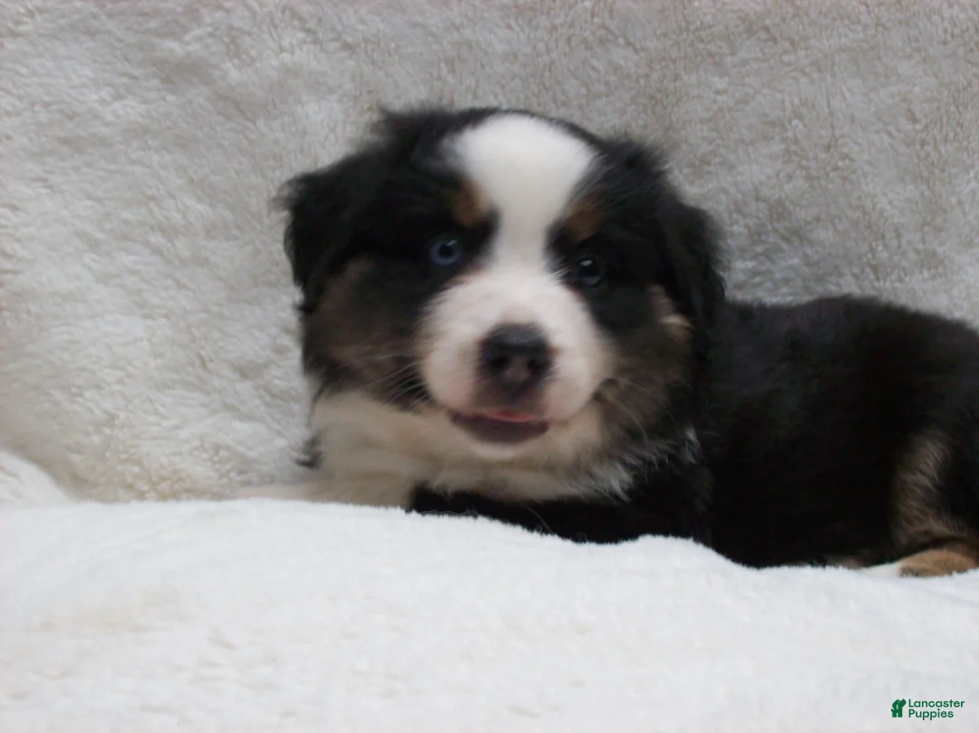 Miniature Australian Shepherd dogs for sale: Buster - Ad 2