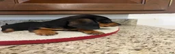 Miniature Dachshund dogs for sale: Westin  - Ad 7