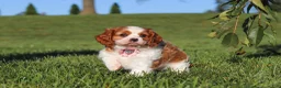 Cavalier King Charles Spaniel dogs for sale: Lila - Ad 5