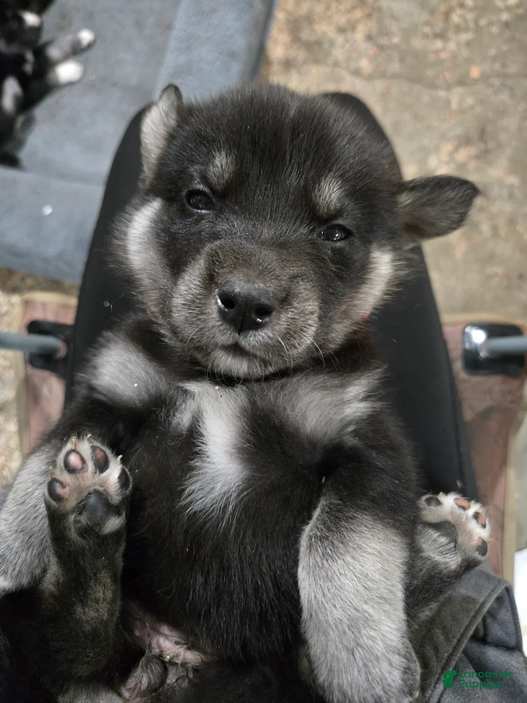 Goberian dogs for sale: Goberian light blue Puppy 7 - Ad 3