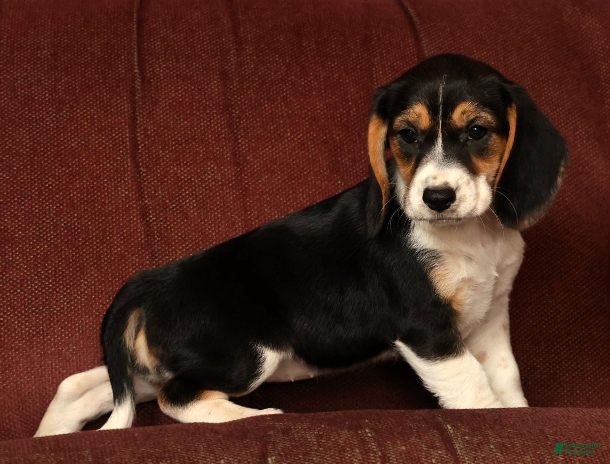 Beagle dogs for sale: Crystal - Ad 8