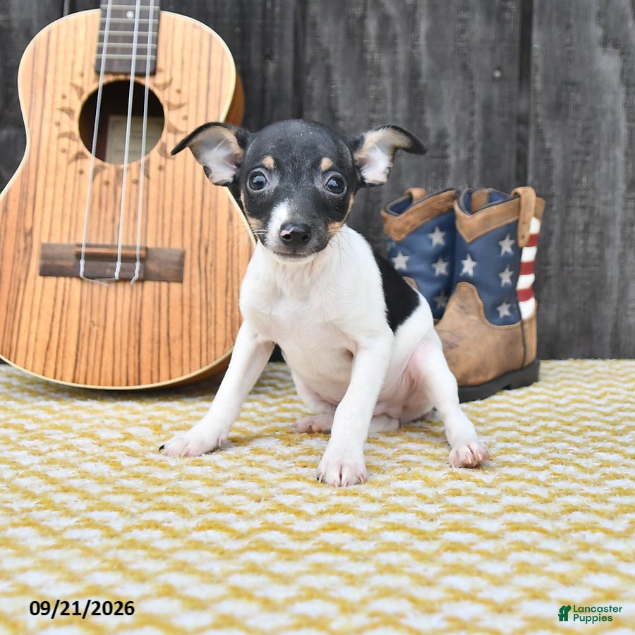 Toy Fox Terrier dogs Banjo - Ad 1