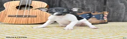 Toy Fox Terrier dogs for sale: Banjo - Ad 1