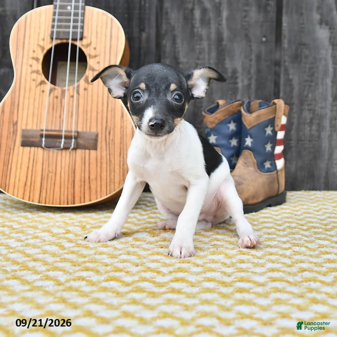 Toy Fox Terrier dogs for sale: Banjo - Ad 1