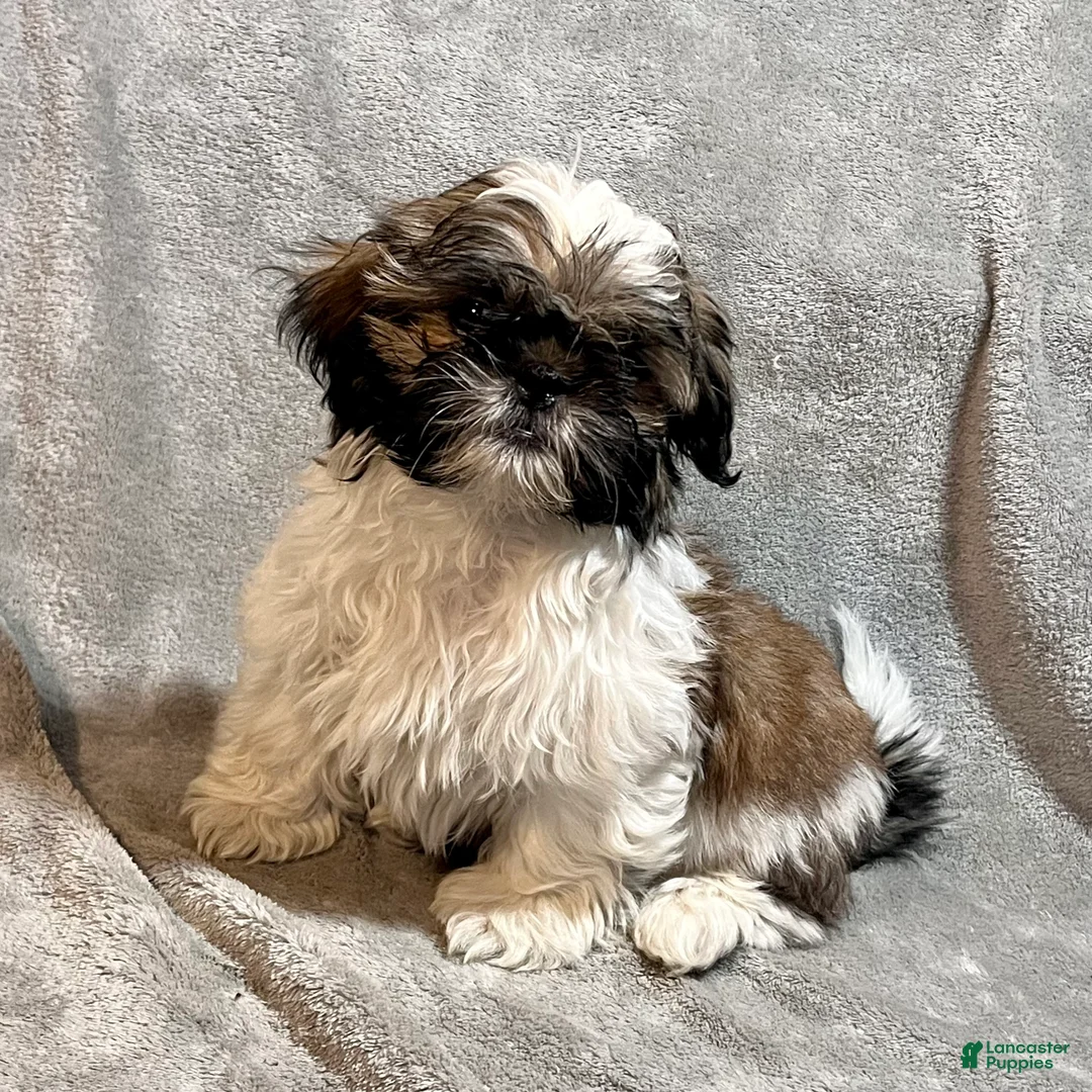 Shih Tzu dogs for sale: Markus - Ad 2
