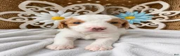 Mini Goldendoodle dogs for sale: Sweet Pea - Ad 6