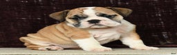 English Bulldog dogs for sale: Amber - Ad 5