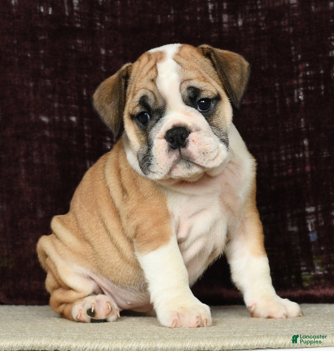 English Bulldog dogs for sale: Amber - Ad 5