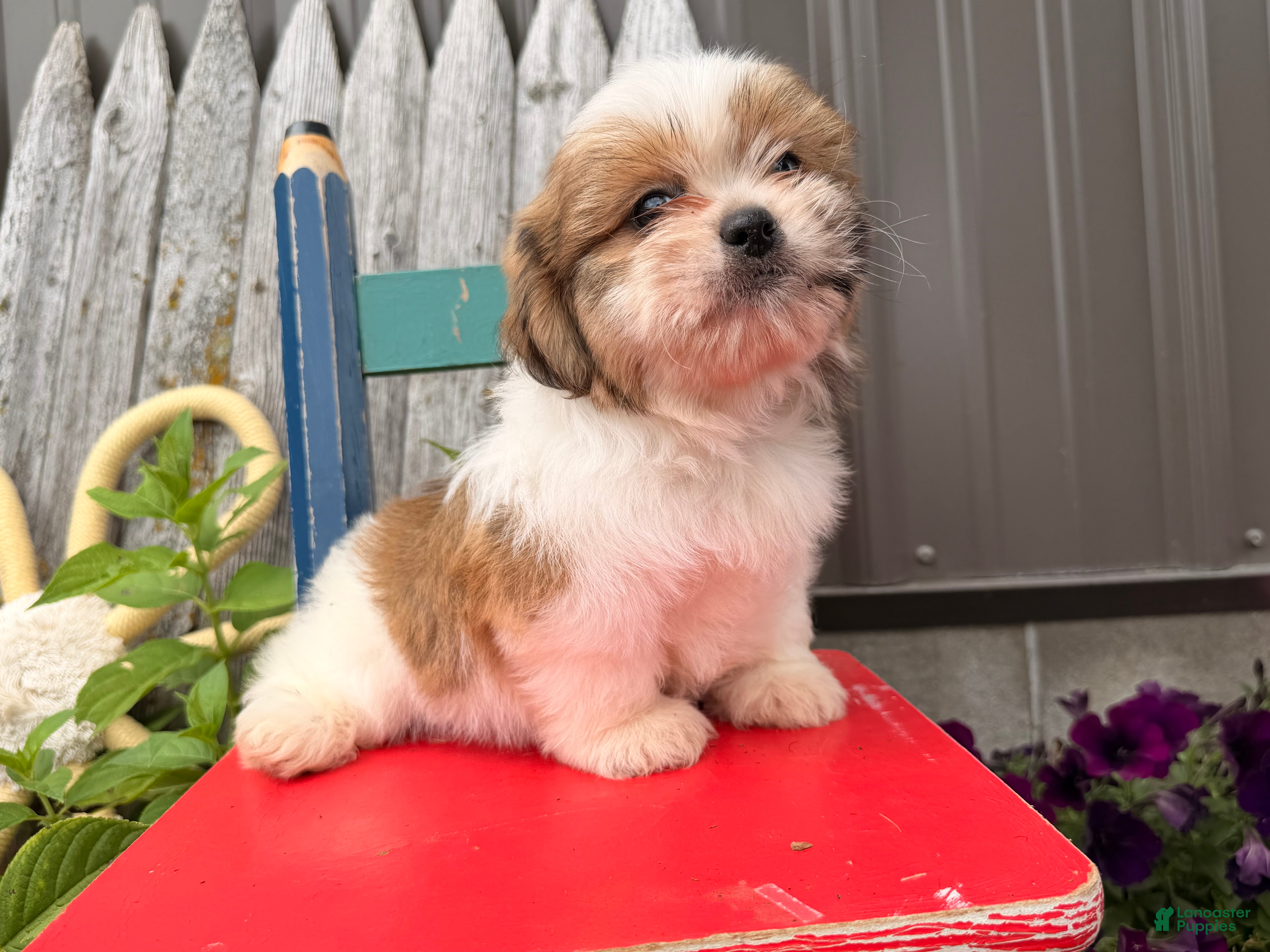 Shih Tzu dogs Quigley Shih Tzu  - Ad 2