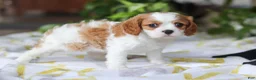Cavalier King Charles Spaniel dogs for sale: Willow - Ad 8