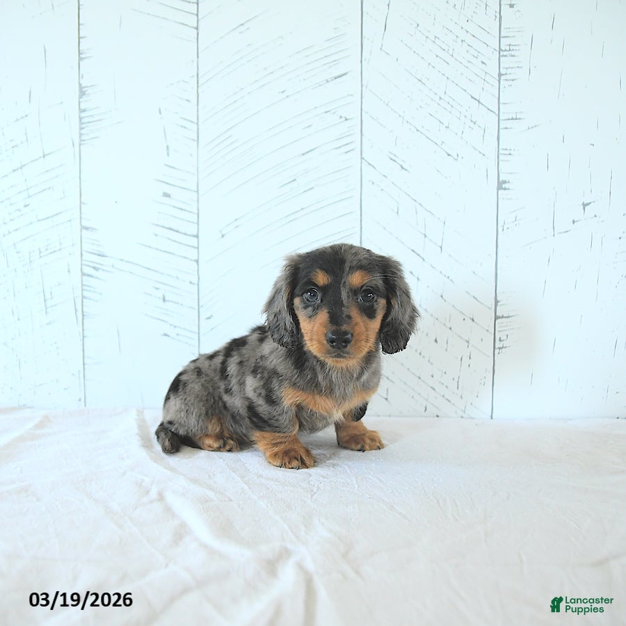 Miniature Dachshund dogs Lily - Ad 1