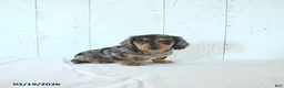 Miniature Dachshund dogs for sale: Lily - Ad 1