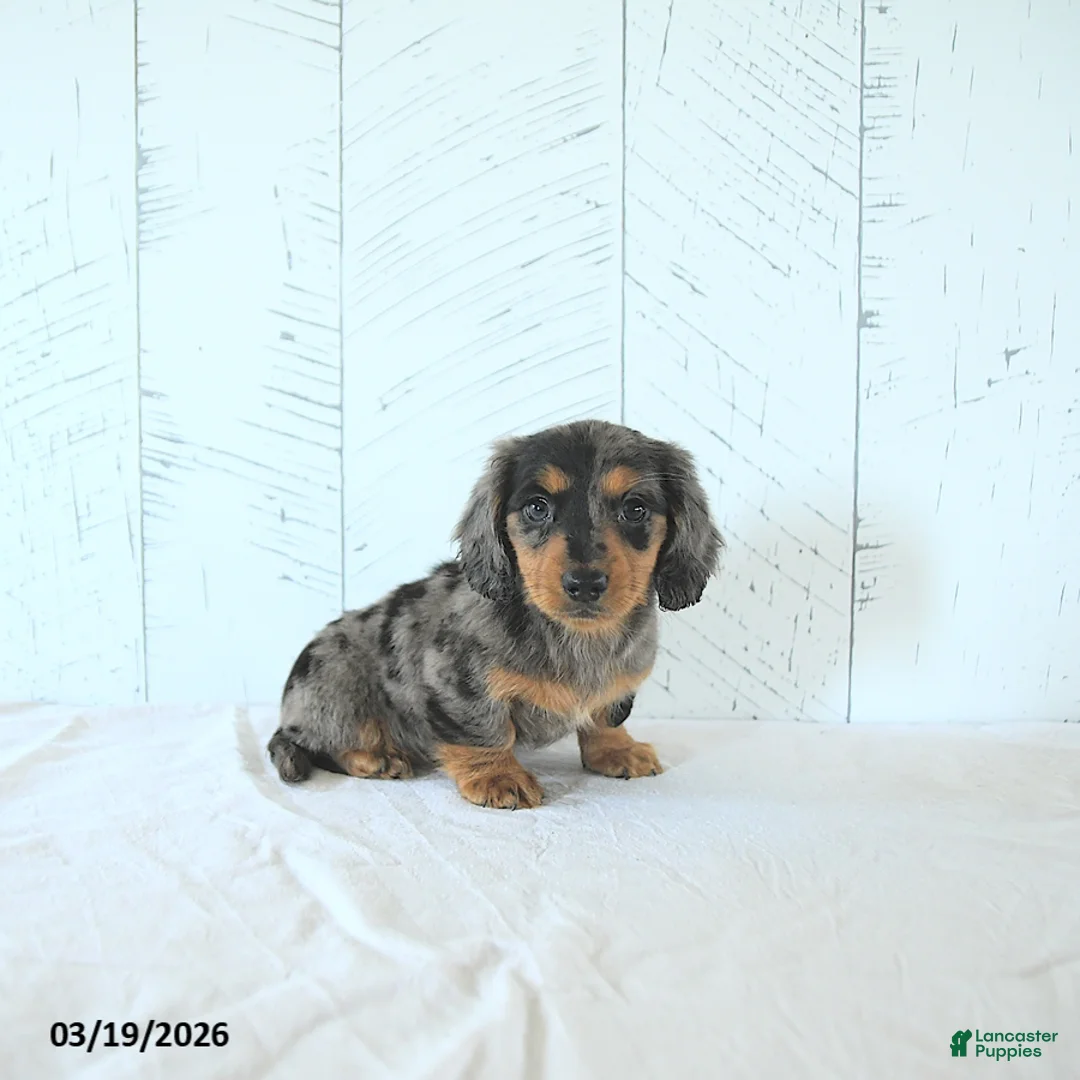 Miniature Dachshund dogs for sale: Lily - Ad 1