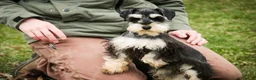 Miniature Schnauzer dogs for sale: Felix - Ad 5