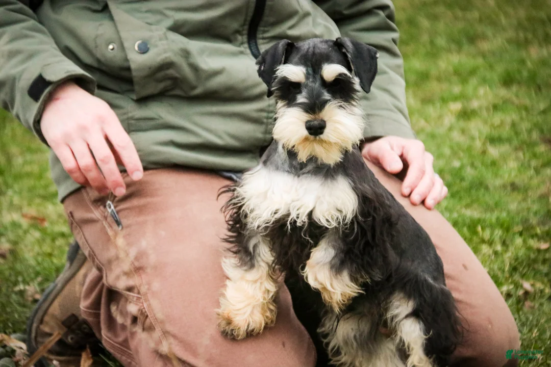 Miniature Schnauzer dogs for sale: Felix - Ad 5