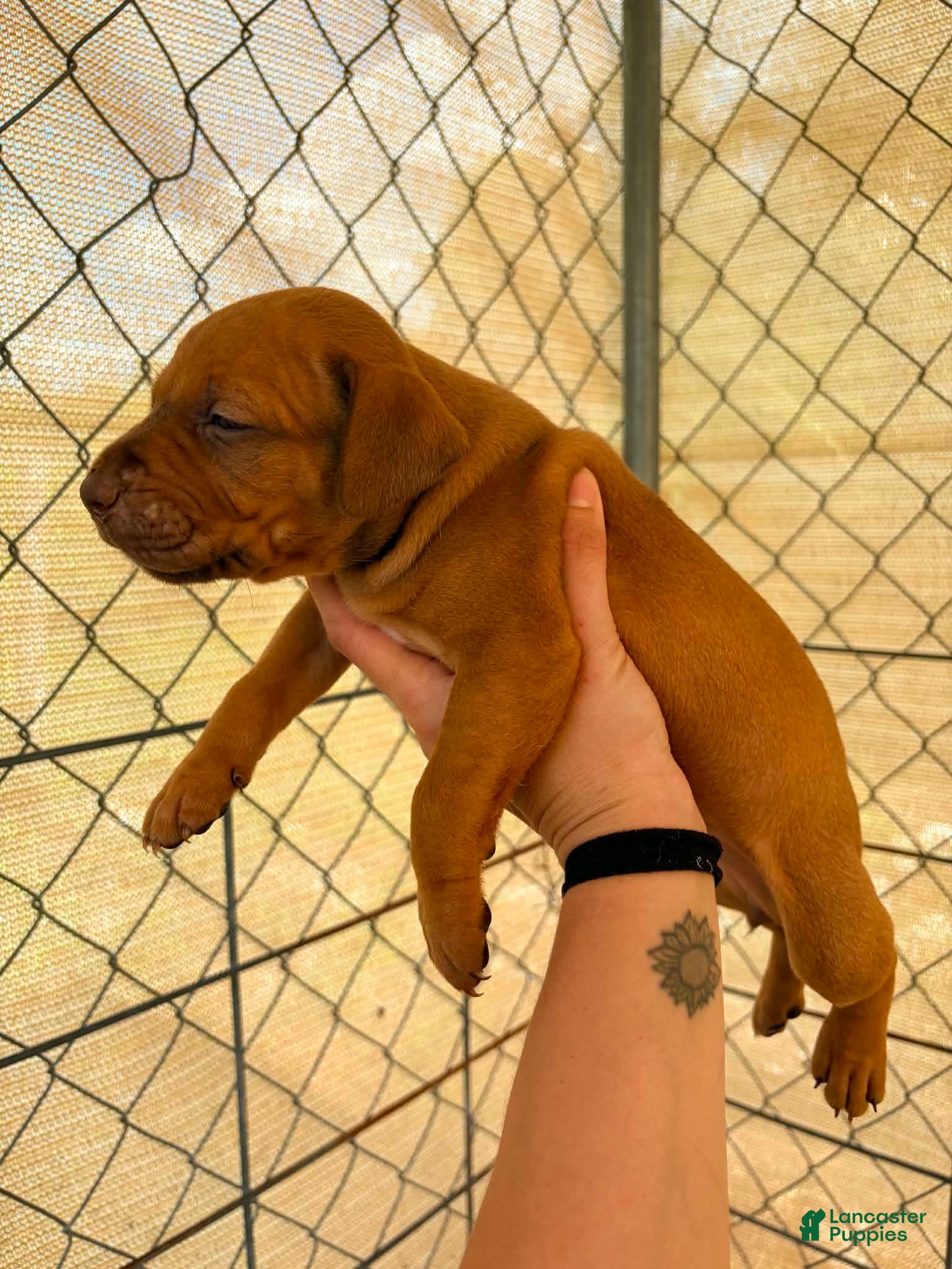 American Pit Bull Terrier dogs American Pit Bull Terrier 7 - Ad 4