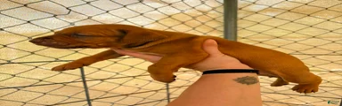 American Pit Bull Terrier 7