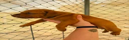 American Pit Bull Terrier dogs for sale: American Pit Bull Terrier 7 - Ad 1
