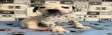 Duke