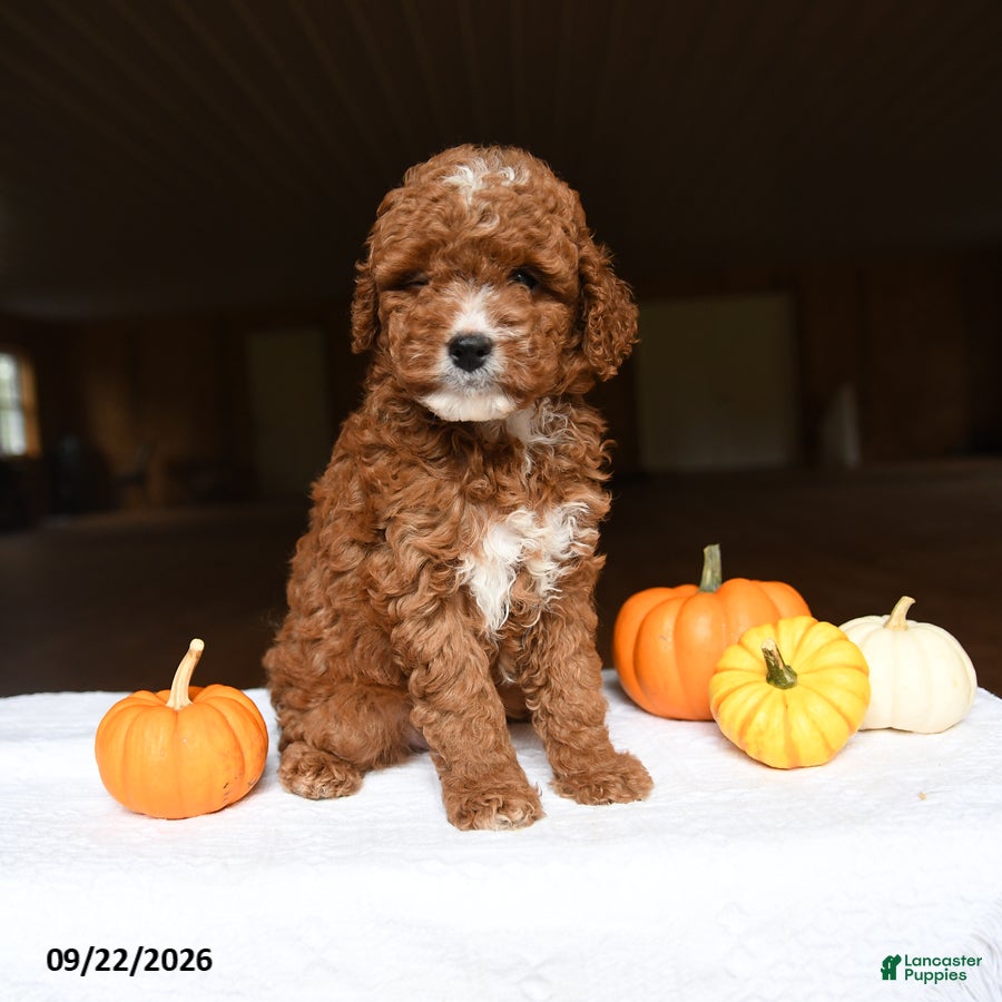 Mini Goldendoodle dogs Allie - Ad 1