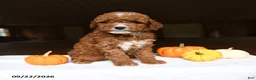 Mini Goldendoodle dogs for sale: Allie - Ad 1