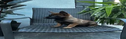 Belgian Malinois dogs for sale: Connie - Ad 4