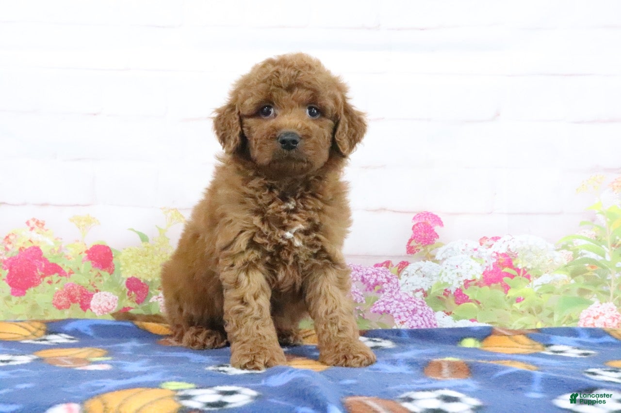 Mini Goldendoodle dogs Fallon - Ad 1