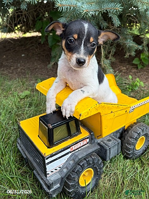 Rat Terrier dogs Romeo - Ad 2