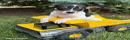 Rat Terrier dogs for sale: Romeo - Ad 2