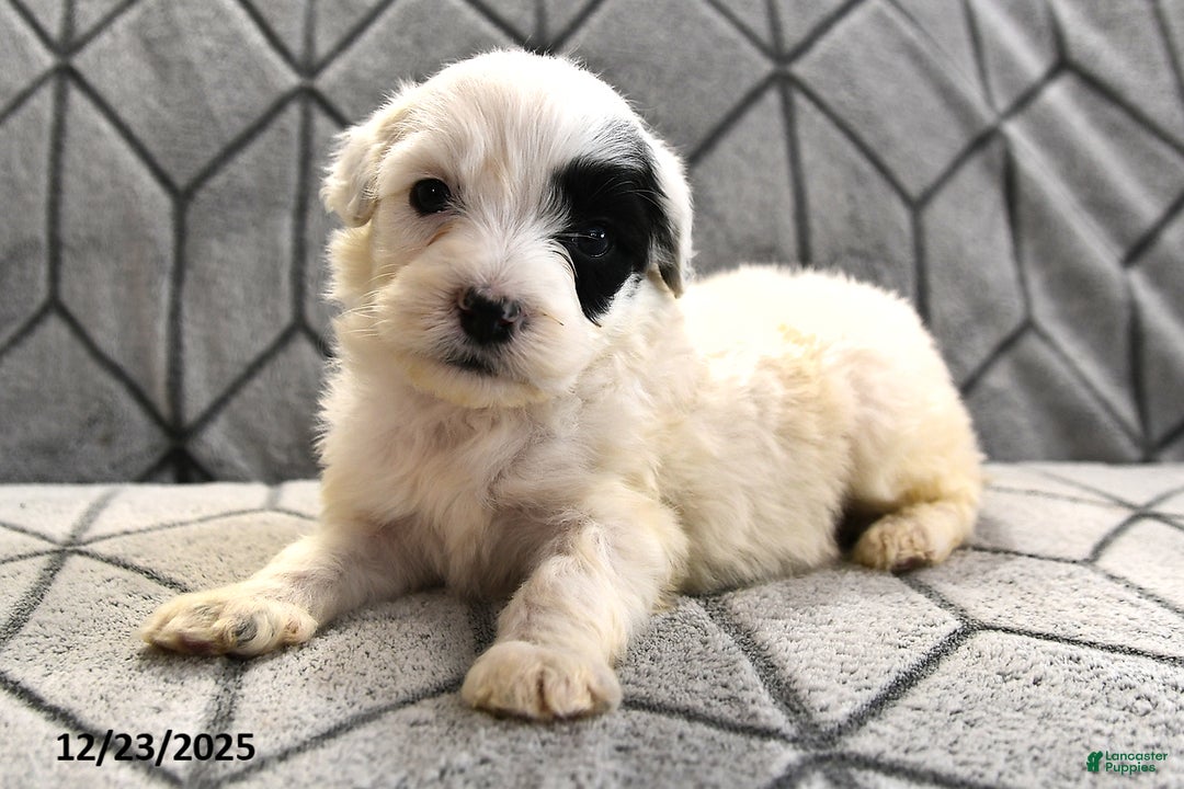 Portuguese Water Dog dogs for sale: Daisy - Ad 13