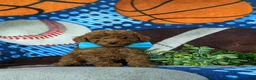 Mini Goldendoodle dogs for sale: Royce 10 lbs full grown - Ad 2