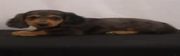 Dachshund dogs for sale: Ike - Ad 16