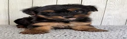 Yorkshire Terrier dogs for sale: Freya - Ad 3