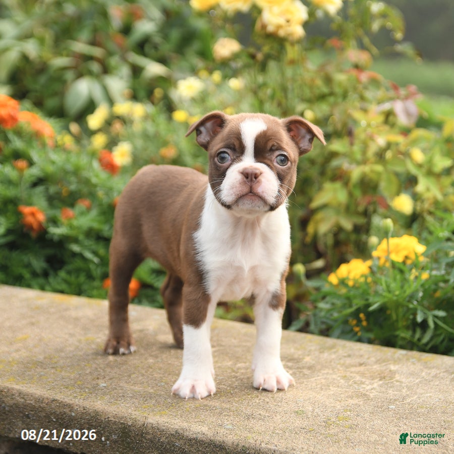 Boston Terrier dogs for sale: Willow - Ad 1