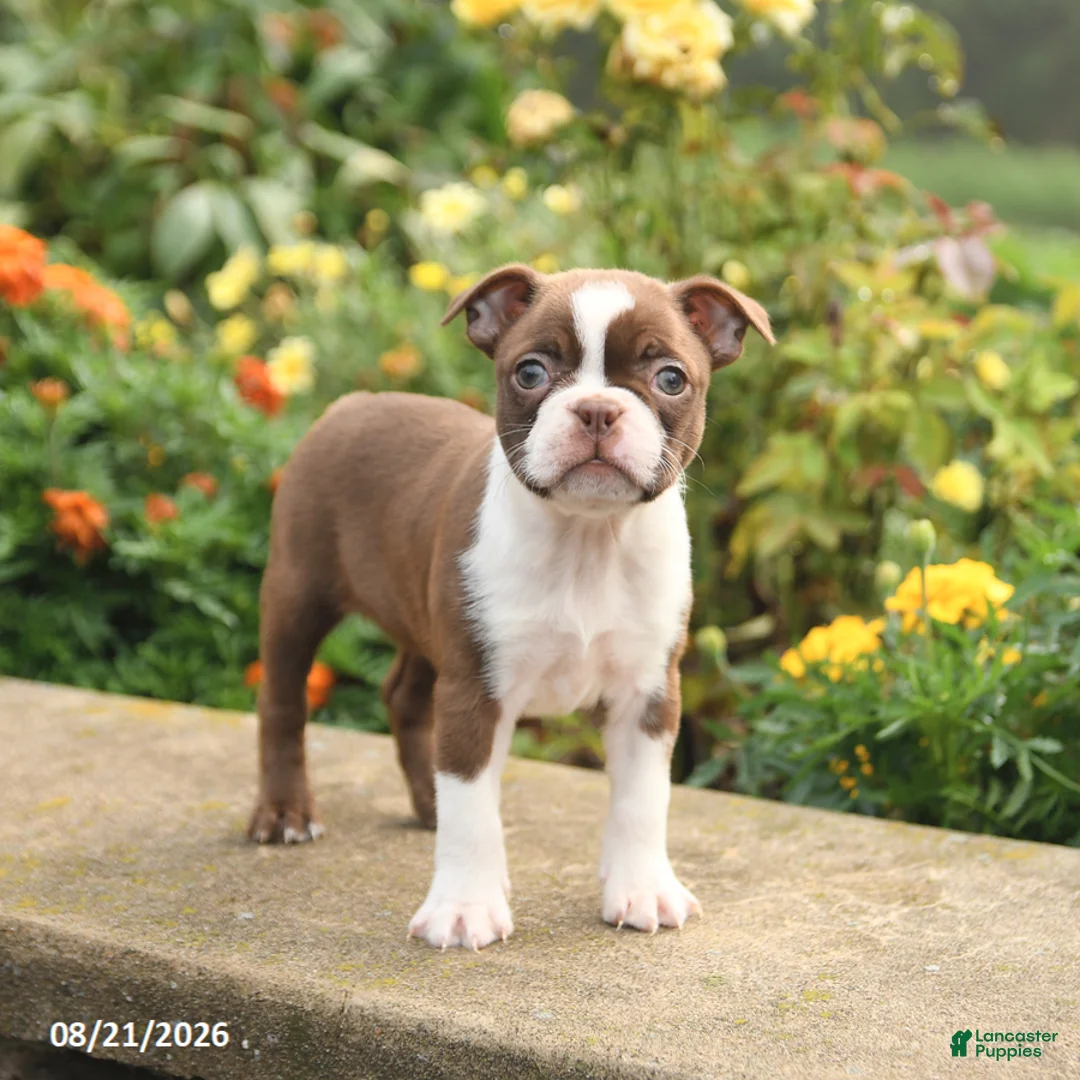 Boston Terrier dogs for sale: Willow - Ad 1